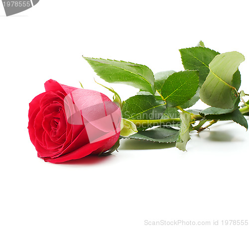 Image of card with rose