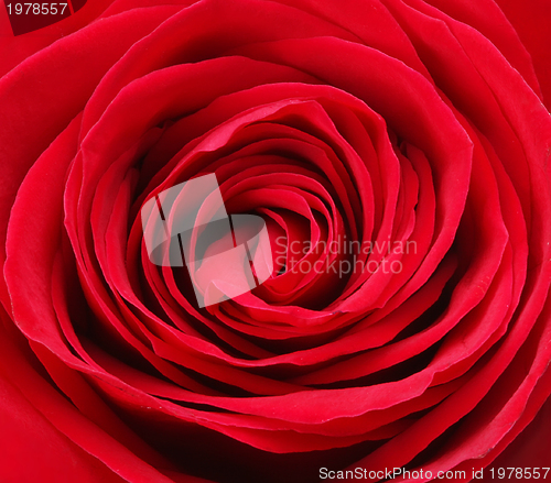 Image of rose close up