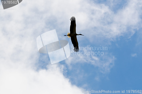 Image of Large white stork flying overhead