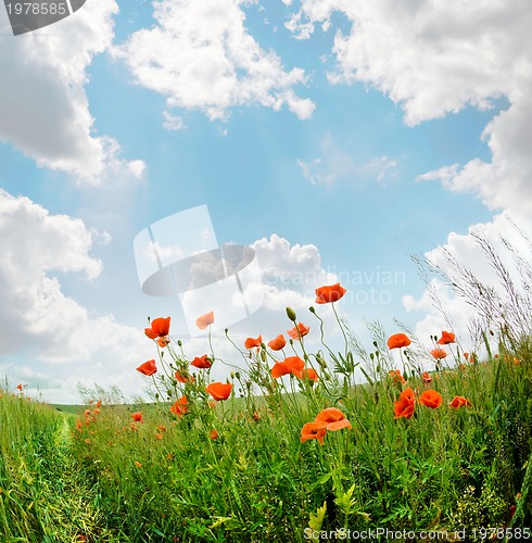 Image of poppies blooming