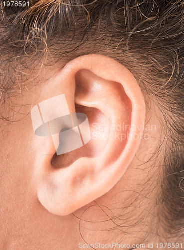 Image of shape of the ear