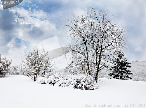 Image of Landscape in Winter Park