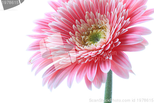 Image of gerbera flower closeup