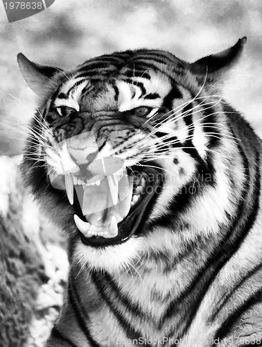 Image of Angry Face Tiger B&W