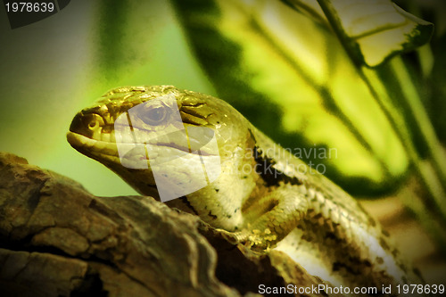 Image of Eastern Blue Tongued Lizard Close-up