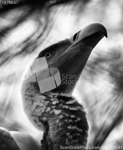 Image of Portrait of African White Backed Vulture