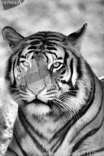 Image of Tiger Face Portrait B&W