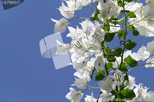 Image of White blooming bougainvilleas