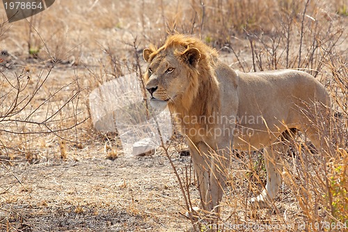 Image of Wild lion