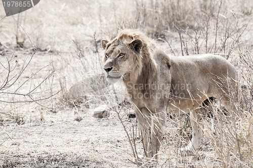 Image of Wild lion