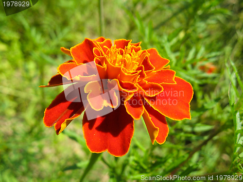 Image of A beautiful flowers of tagetes