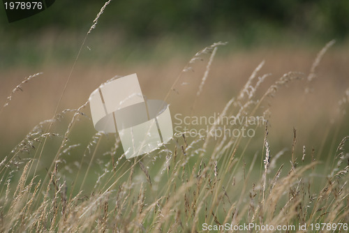 Image of wind in grass