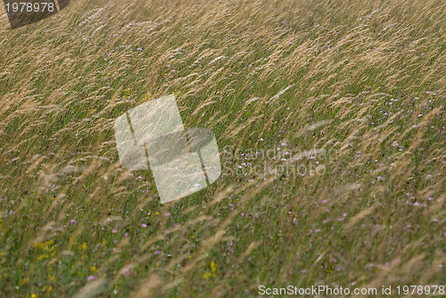 Image of wind in grass