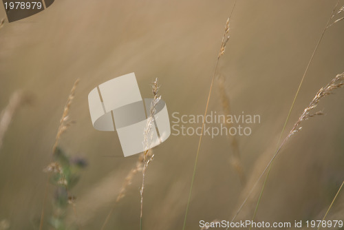 Image of wind in grass