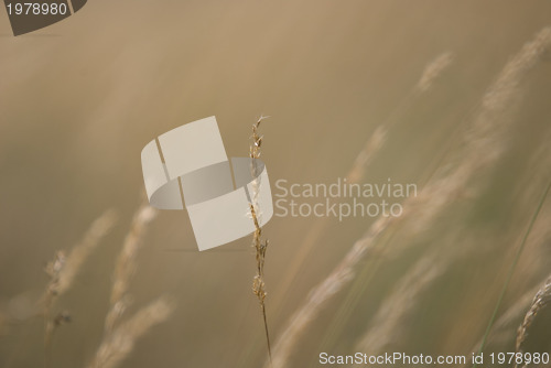 Image of wind in grass