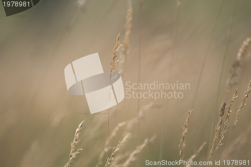 Image of wind in grass