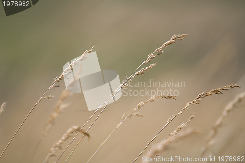 Image of wind in grass