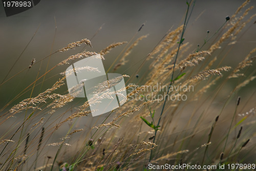 Image of wind in grass
