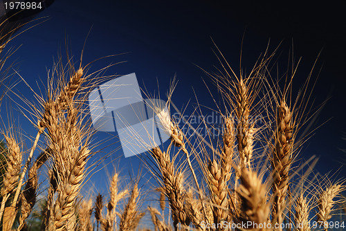 Image of wheat