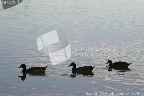 Image of Three ducks