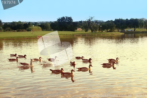 Image of ducks and geese