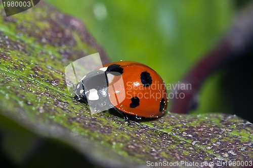 Image of ladybug, resting on a leaf