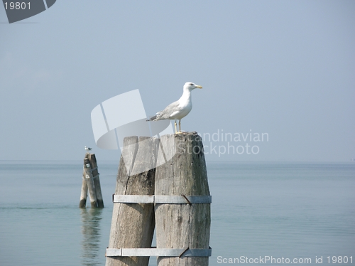 Image of Seagull on the bricola