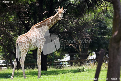 Image of Giraffe #5