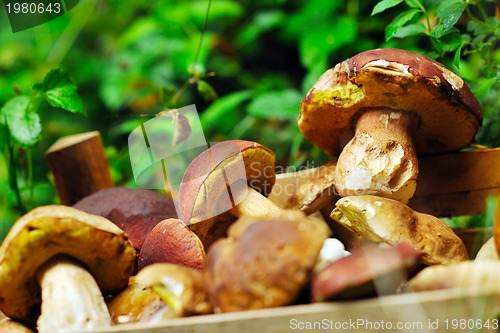 Image of fresh mushroom food outdoor in nature