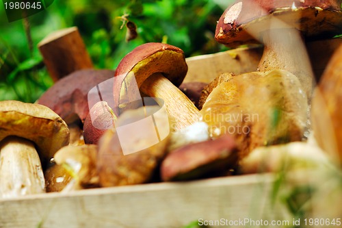 Image of fresh mushroom food outdoor in nature