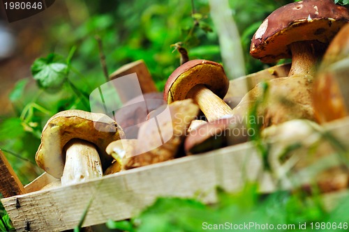 Image of fresh mushroom food outdoor in nature