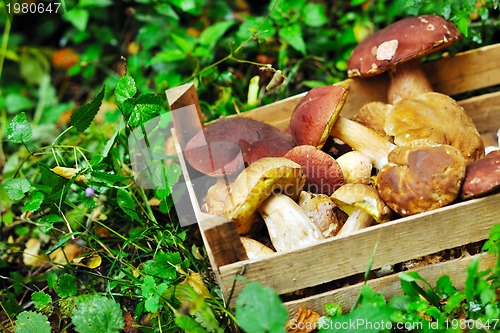 Image of fresh mushroom food outdoor in nature