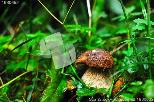 Image of fresh mushroom food outdoor in nature