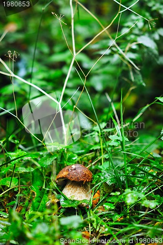 Image of fresh mushroom food outdoor in nature