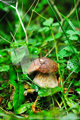 Image of fresh mushroom food outdoor in nature