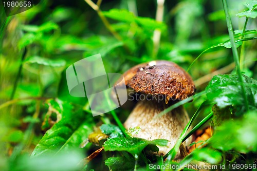 Image of fresh mushroom food outdoor in nature