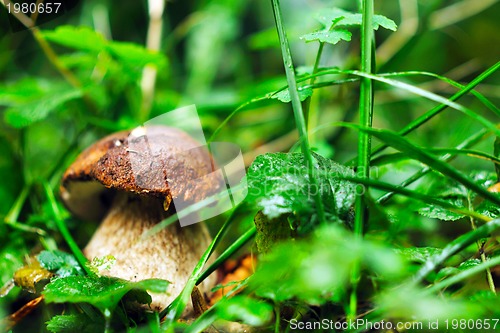 Image of fresh mushroom food outdoor in nature