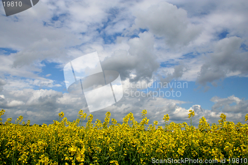 Image of Field of rape