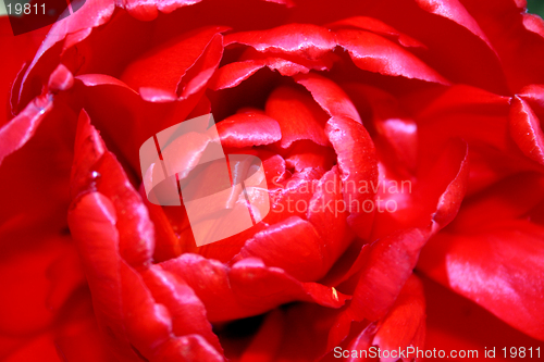 Image of Tulip macro