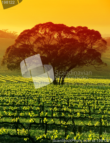Image of Large Tree in Vineyard