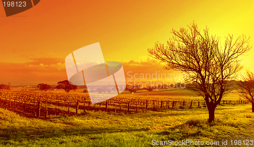 Image of Vineyard Landscape Sunset