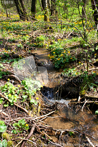 Image of Rivulet