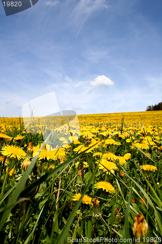 Image of Field of dandelions