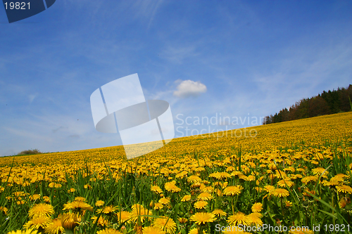 Image of Field of dandelions