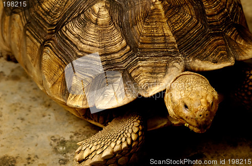 Image of Turtle