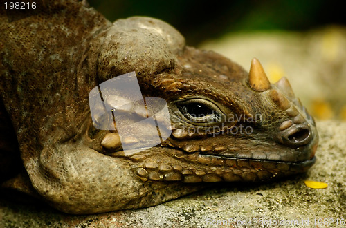 Image of iguana