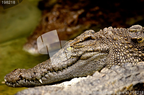 Image of Crocodile