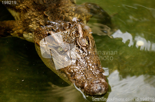 Image of Crocodile