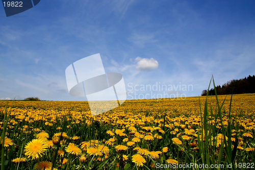 Image of Field of dandelions