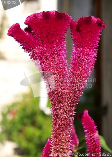 Image of Wild Flower